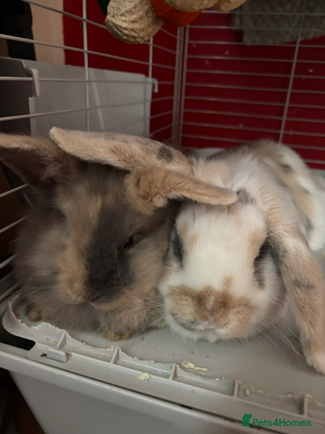 Mini Lop rabbits for sale: Meet Teddie – Your Sweet Mini Lop! 🐇 - Advert 3