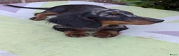 Miniature Dachshund dogs for sale: Dachchund puppy boy in Wellingborough - Advert 2