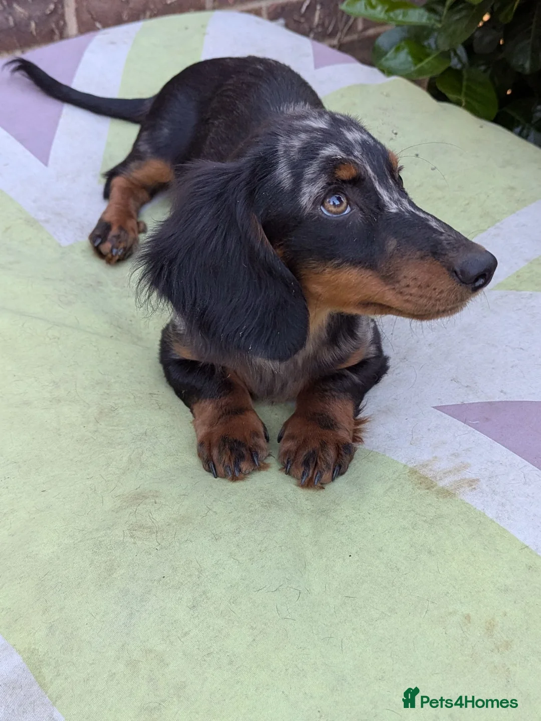 Miniature Dachshund dogs for sale: Dachchund puppy boy in Wellingborough - Advert 2