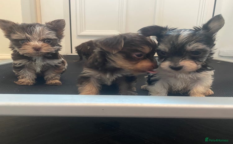 Biewer Terrier dogs - Advert 1