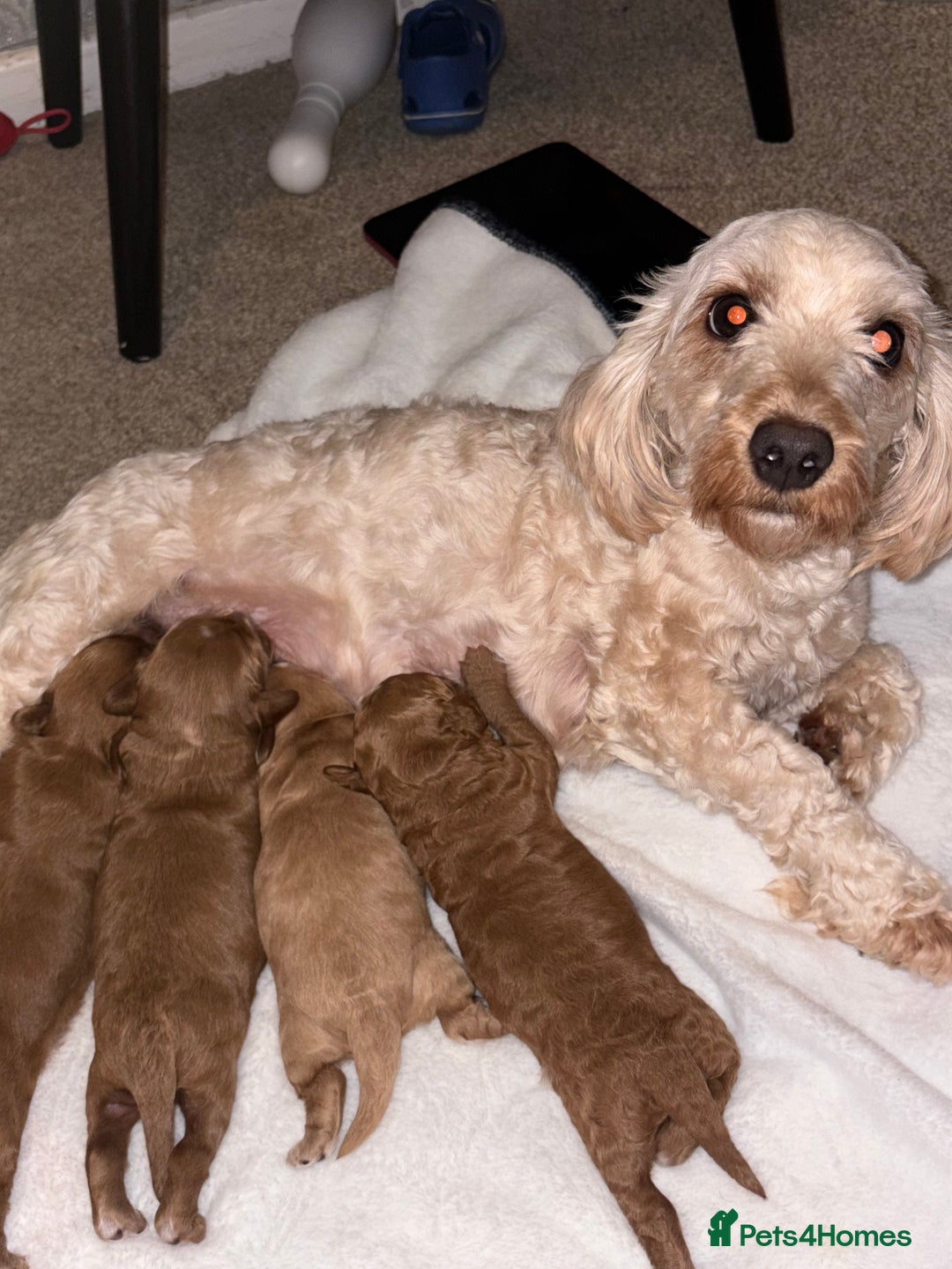 Cockapoo dogs for sale: F1B Cockapoo’s - Advert 4