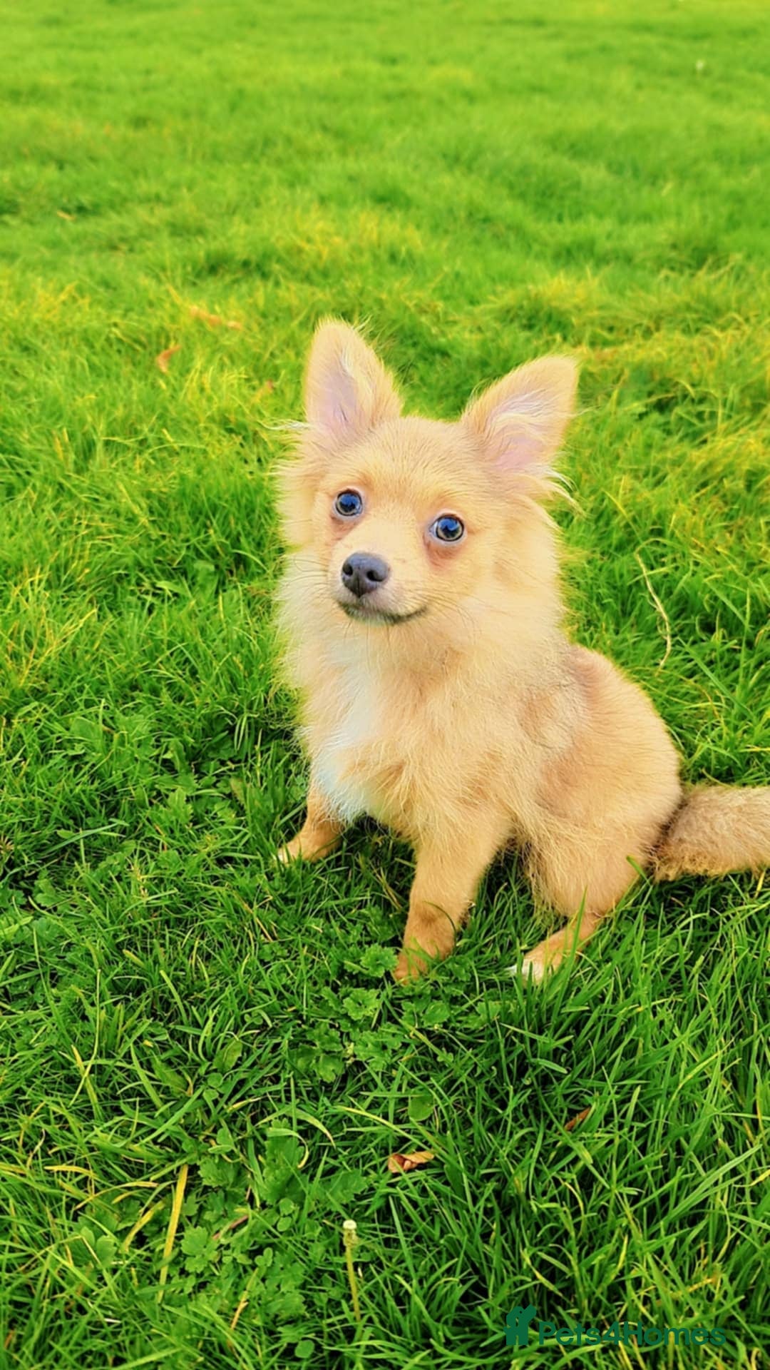 Pomeranian dogs for sale: MALE Pomeranian - Advert 3