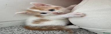 Biscuit 