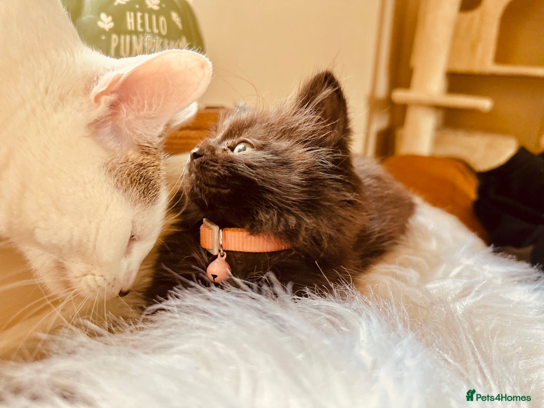 Mixed Breed cats for sale: Super fluffy female kitten - Advert 2