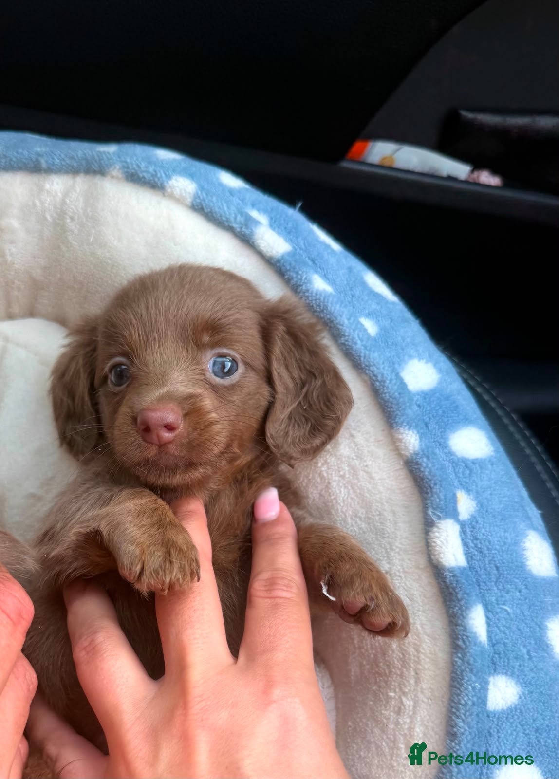 Miniature Dachshund dogs Long haired miniature dachshund❤️💙 - Advert 1