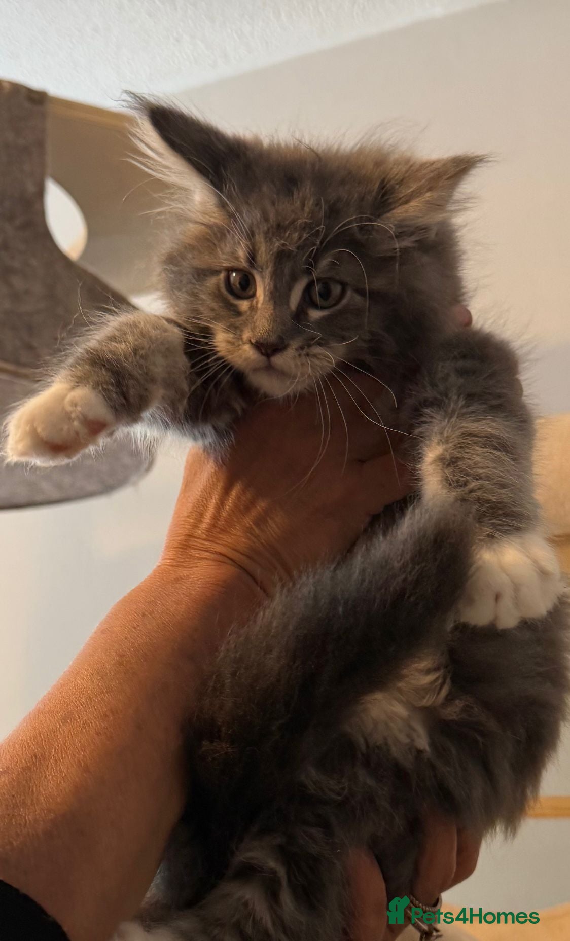 Maine Coon cats Outstanding xxl mainecoons kittens  - Advert 1