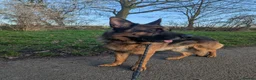 German Shepherd dogs for sale: Major in Liverpool - Advert 3