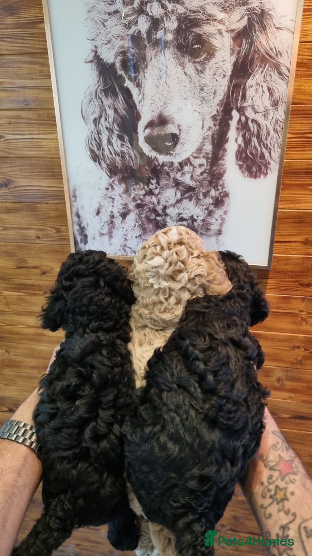 Mixed Breed dogs for sale: Quality Moyens! 2 girls left - very Rare in 🇬🇧  - Image 2