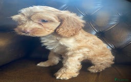 Cockapoo dogs for sale: Cockapoos  - Image 29