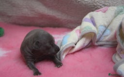 Italian Greyhound dogs for sale: Beautiful Italian greyhounds - Polish Bloodlines - Image 9