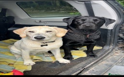 Labrador Retriever dogs for stud: K.C. Black Labrador for Stud! - Advert 4