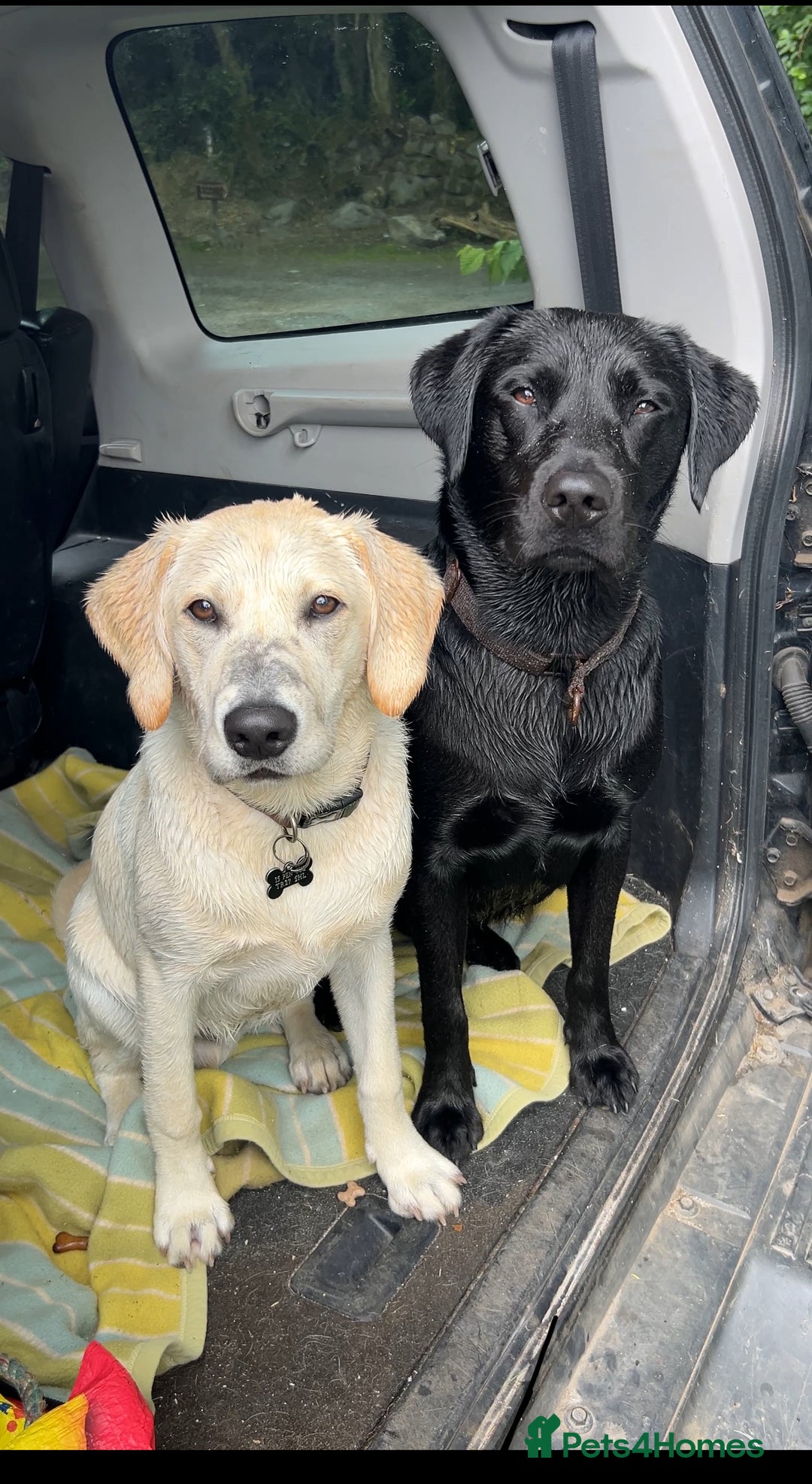 Labrador Retriever dogs for stud: K.C. Black Labrador for Stud! - Advert 4