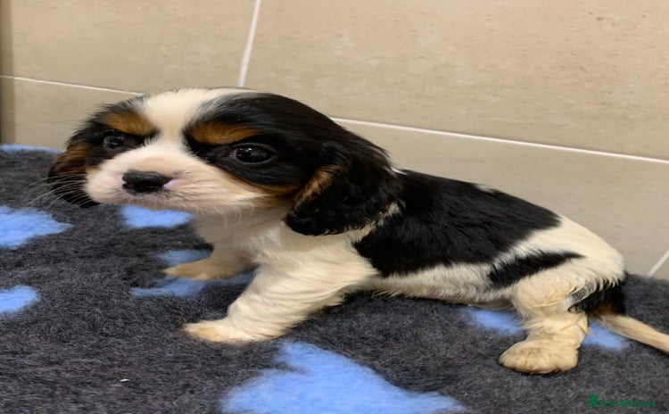 Cavalier King Charles Spaniel dogs - Advert 4