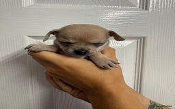 Chug dogs for sale: 6 beautiful chug puppies for sale ❤️ - Image 29