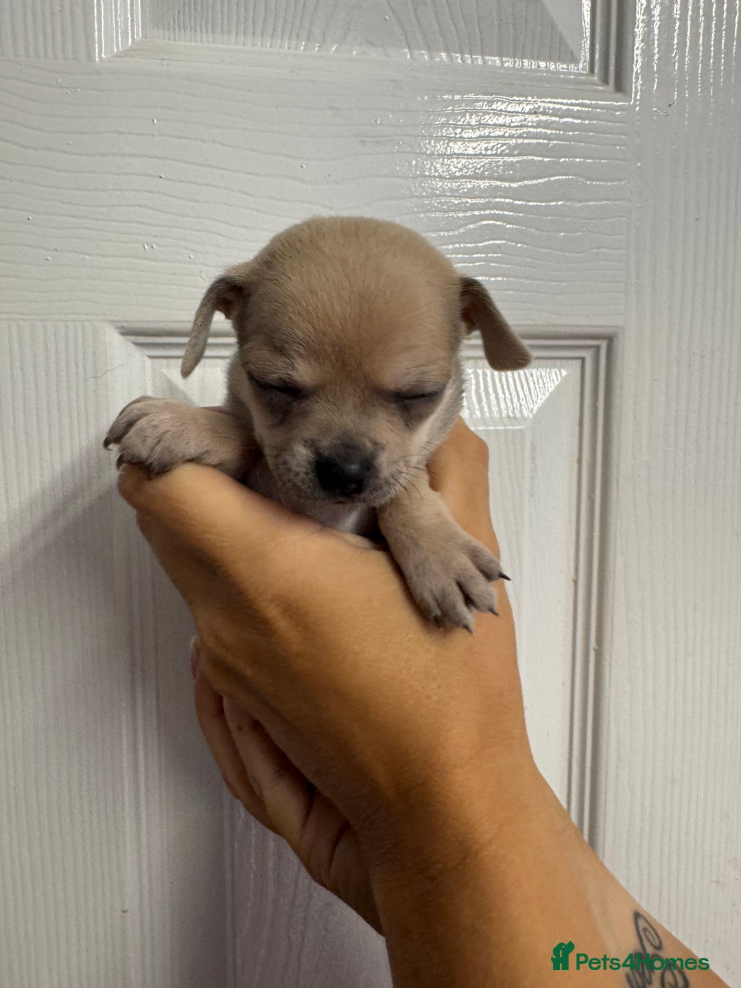 Chug dogs for sale: 6 beautiful chug puppies for sale ❤️ - Image 29