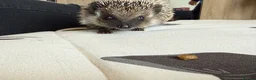 Pygmy Hedgehog rodents for sale: Female Pygmy hedgehog - Advert 2