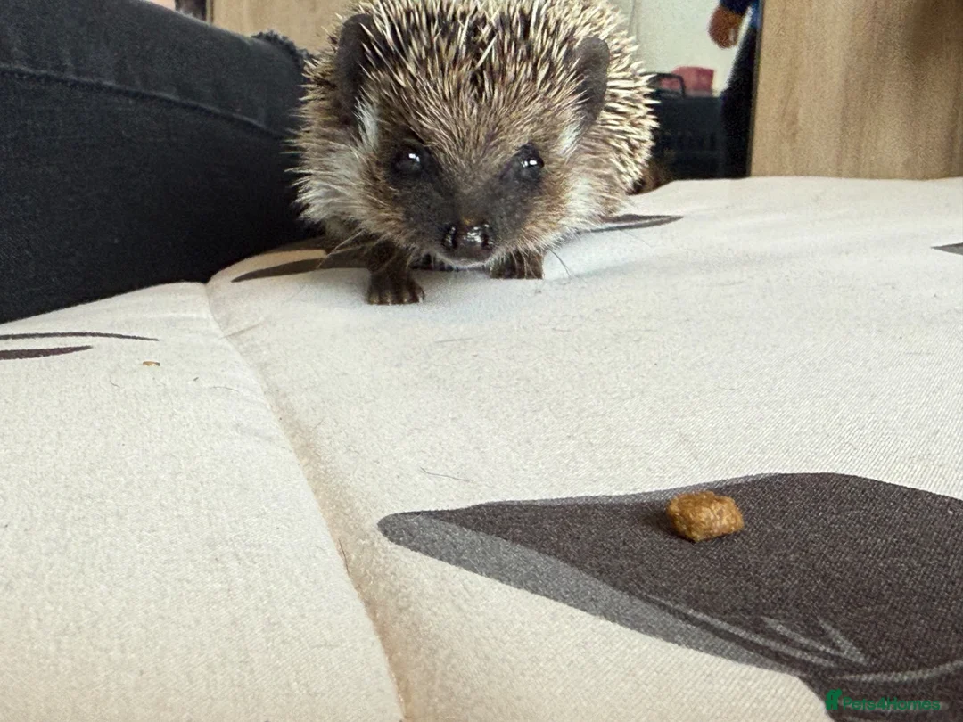 Pygmy Hedgehog rodents for sale: Female Pygmy hedgehog - Advert 2