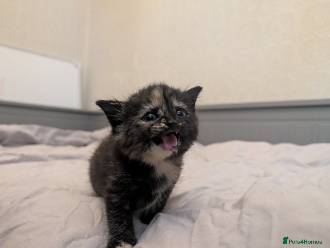 Mixed Breed cats for sale: Jet Black Tabby Kittens & Stunning Tortie Girl  - Advert 1