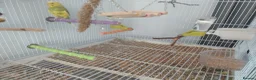 Budgerigars birds for sale: Cage, Birds, Food and Accessories in Bury - Advert 11