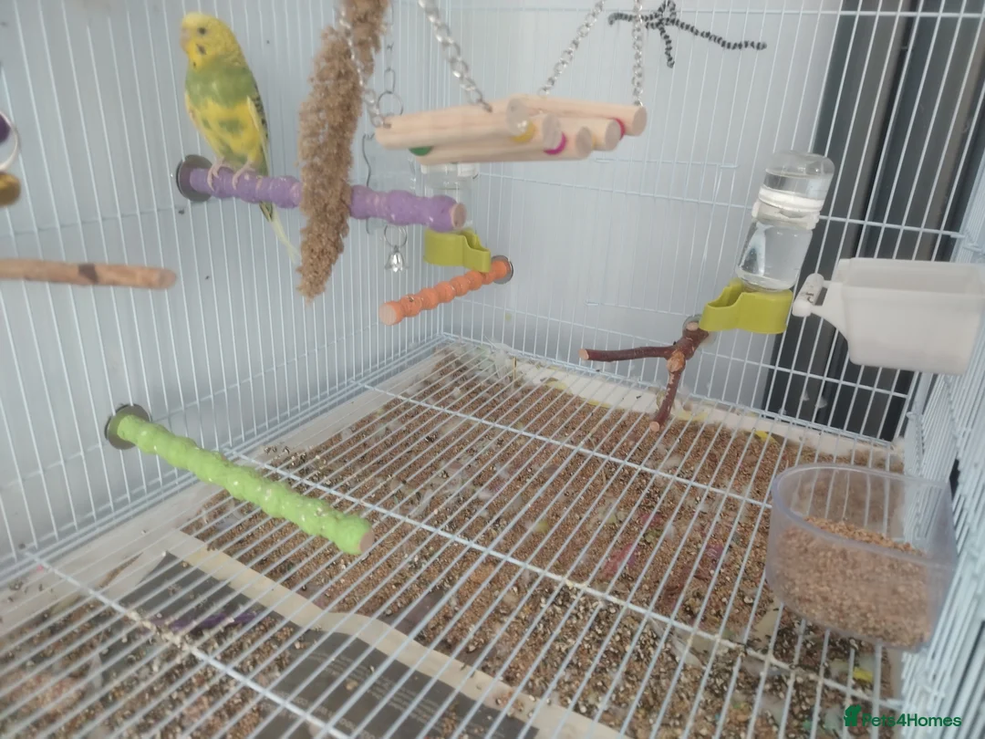Budgerigars birds for sale: Cage, Birds, Food and Accessories in Bury - Advert 11