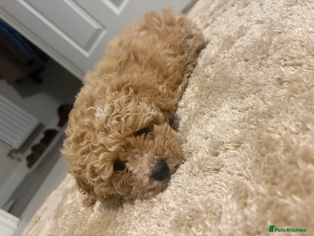 Cavapoo dogs for sale: Cavapoo female for sale - Advert 2
