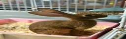 Belgian Hares rabbits for sale: Vaccinated Young Red Belgian Hares Ready Now in Doncaster - Advert 3
