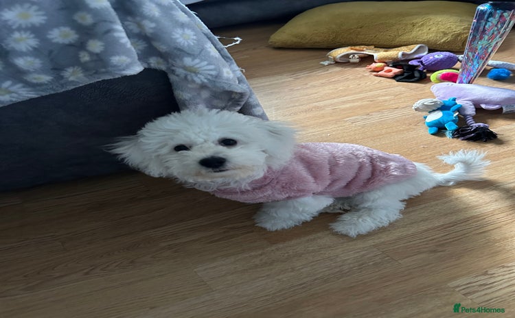 Bichon Frise dogs - Advert 10