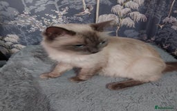 Ragdoll cats for sale: Ragdoll X Maine Coon  - Image 3
