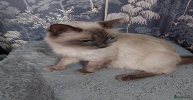 Ragdoll cats - Advert 10
