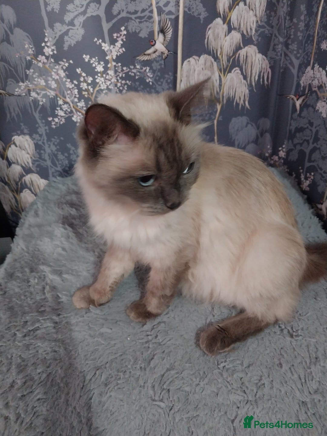 Ragdoll cats for sale: Ragdoll X Maine Coon  - Image 3