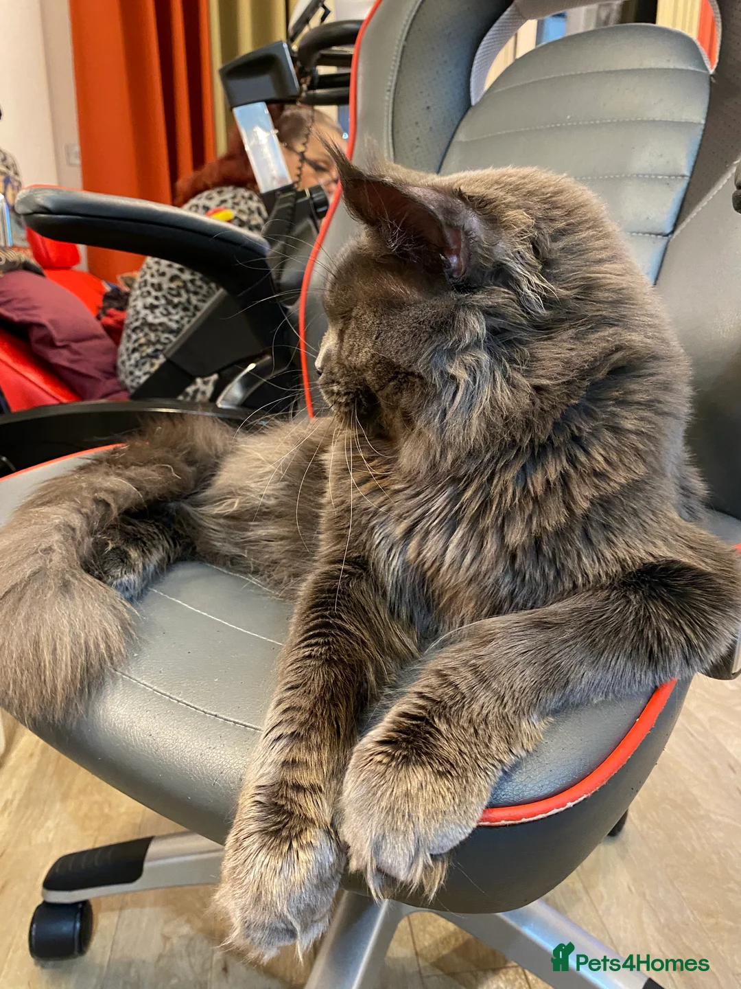 Maine Coon cats for stud: SOLID*BLUE*MAINE*COON*Russian*🇷🇺*Line*for STUD. in London - Advert 5