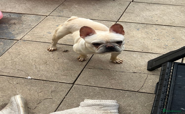 French Bulldog dogs - Advert 5
