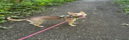 Mixed Breed dogs for sale: Beautiful Husky cross for Rehoming - Advert 6