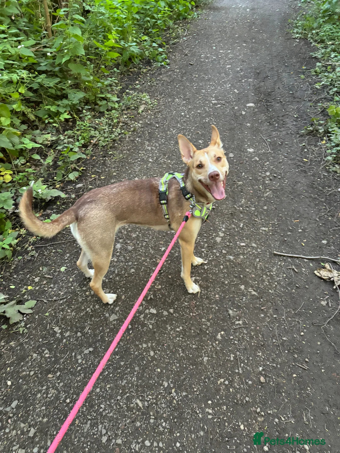 Mixed Breed dogs for sale: Beautiful Husky cross for Rehoming - Advert 6