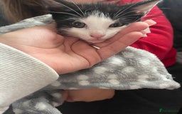 Mixed Breed cats for sale: Black & white kitten - Image 2