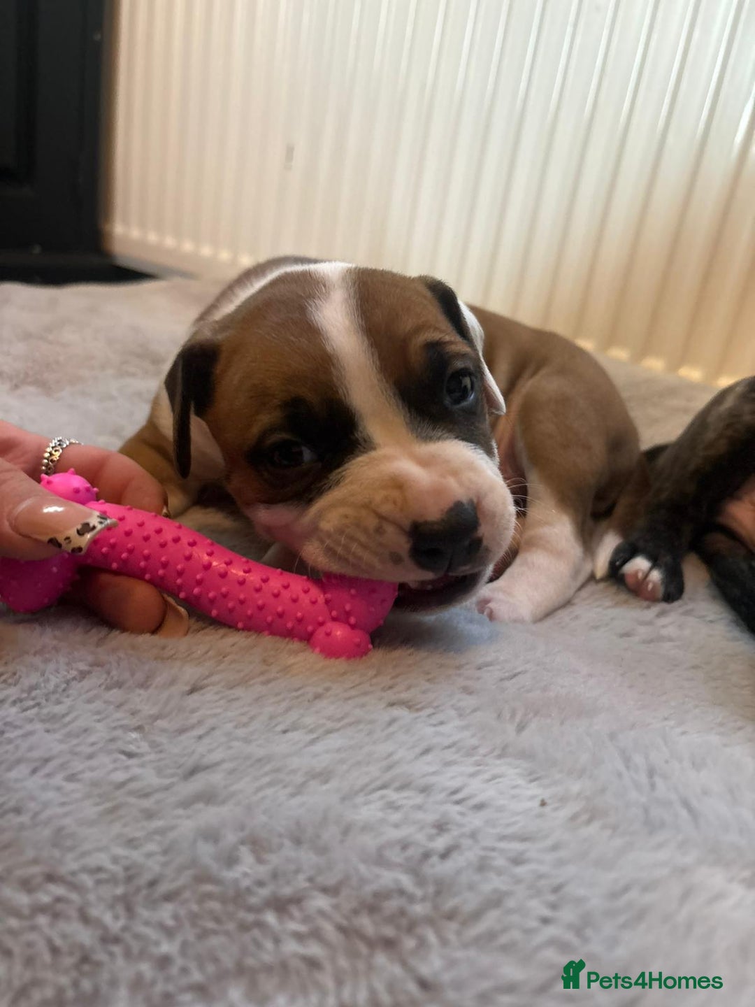 American Bulldog dogs for sale: American bulldog pups for sale - Advert 22