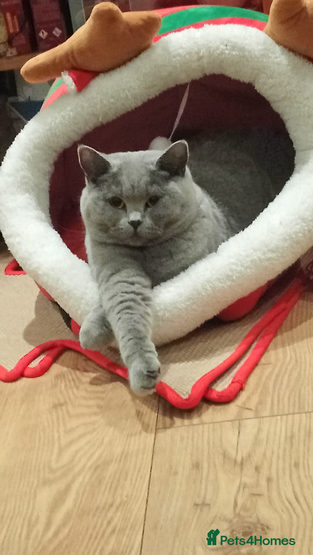 British Shorthair cats for sale: Blue British shorthairs kittens with GCCFpedigree - Advert 12