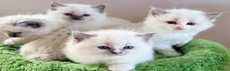 Ragdoll cats for sale: Champion pedigree Chucky Ragdoll babies  - Advert 3