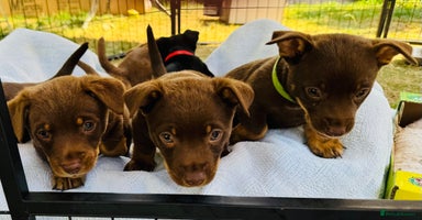 Lancashire Heeler dogs - Advert 2