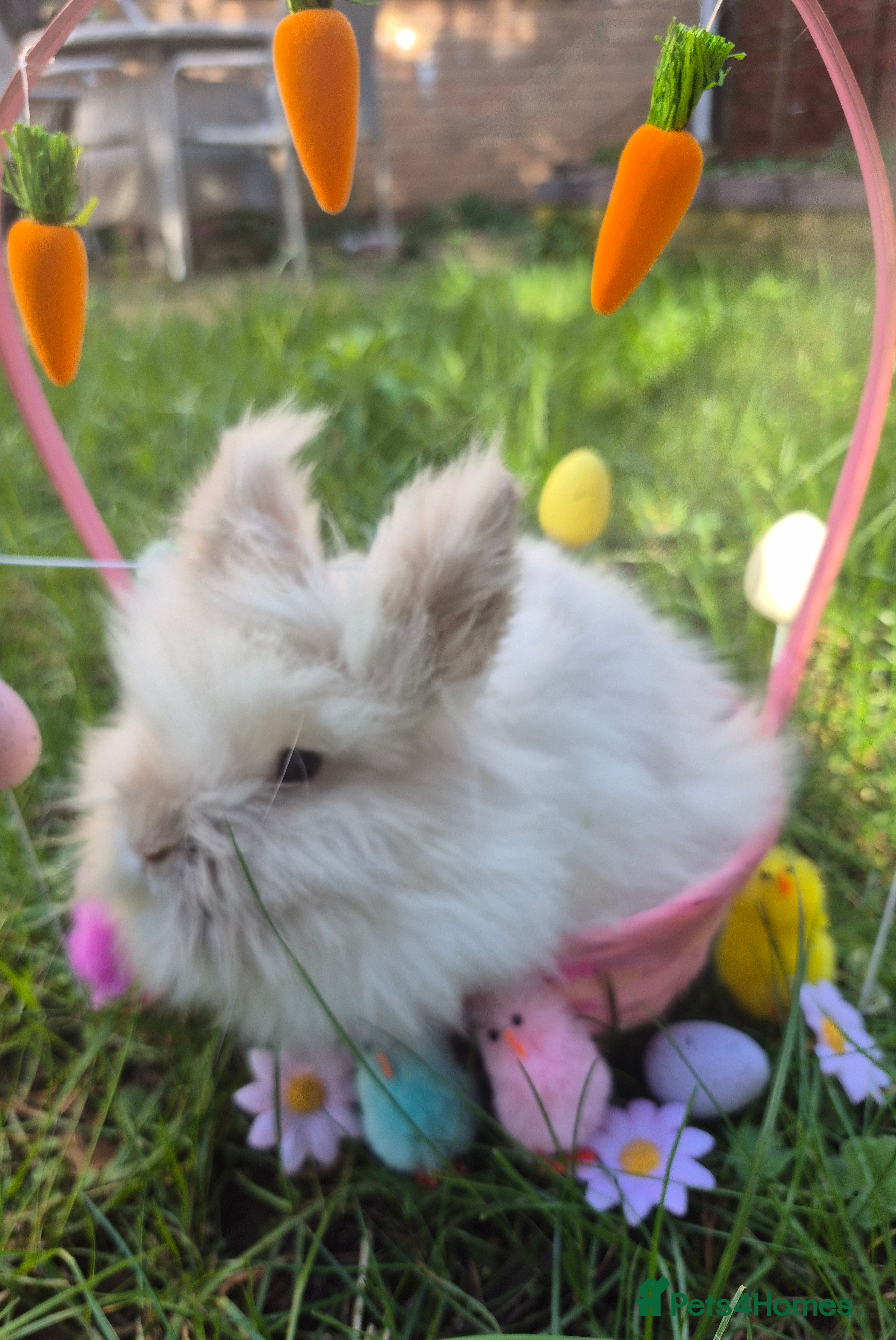 Mixed Breed rabbits Baby easter bunnies  - Advert 4