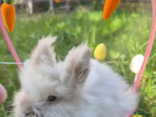 Mixed Breed rabbits Baby easter bunnies - Advert 4