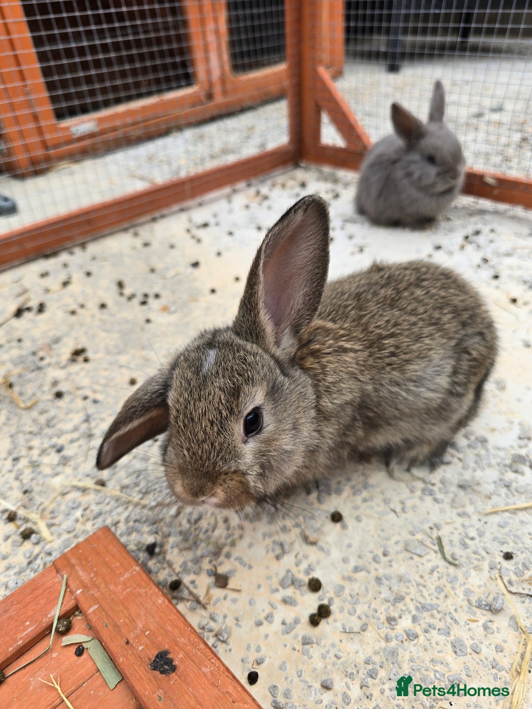 Lionhead rabbits for sale: Lionhead x - Image 9