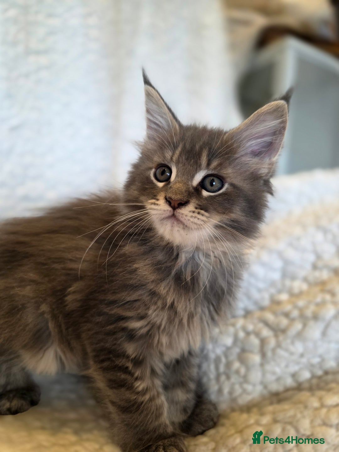 Maine Coon cats for sale: 4 x large bundles of fun - Image 8