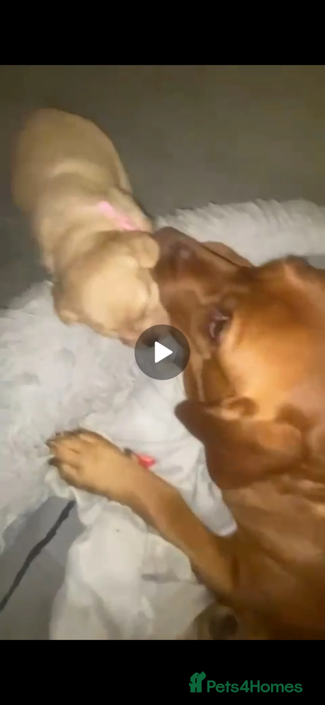 Labradoodle dogs for sale: Family Labradodles looking for a Family home 🏡  - Advert 2