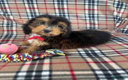 Cockapoo dogs for sale: Stunning F1 cockerpoo puppies - Image 9