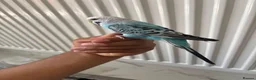 Budgerigars birds for sale: Pair of Budgies with Cage  in Birmingham - Advert 4