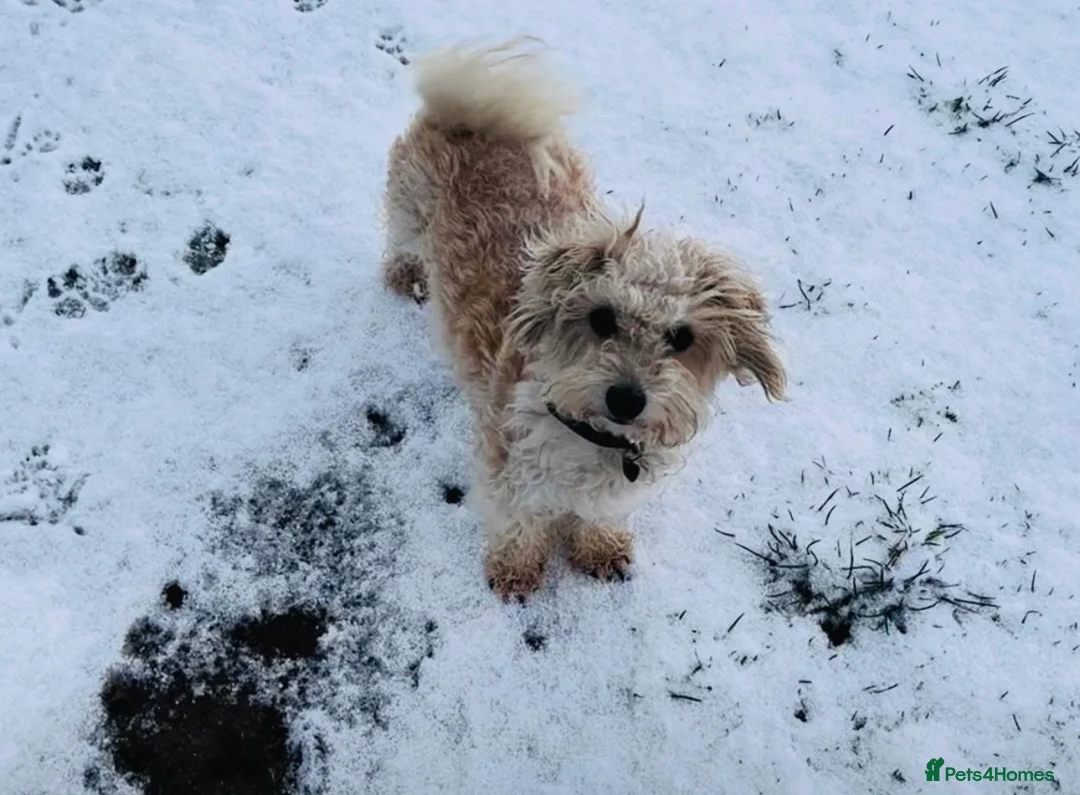 Mixed Breed dogs for sale: Poochon: 87.5% (and 12.5% jack russell) - Advert 18