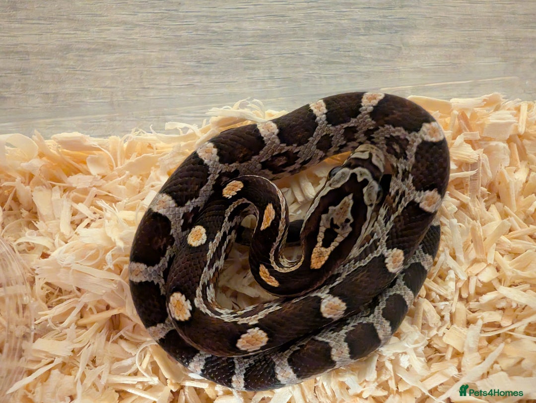 Corn Snake reptiles for sale: Yellow, Orange, Pink, Patterned Baby Corn Snakes - Image 5