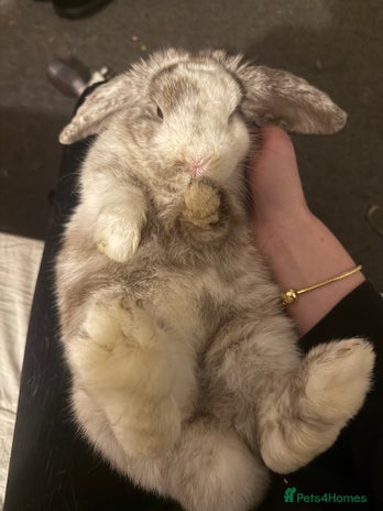 Mini Lion Lop rabbits - Advert 2