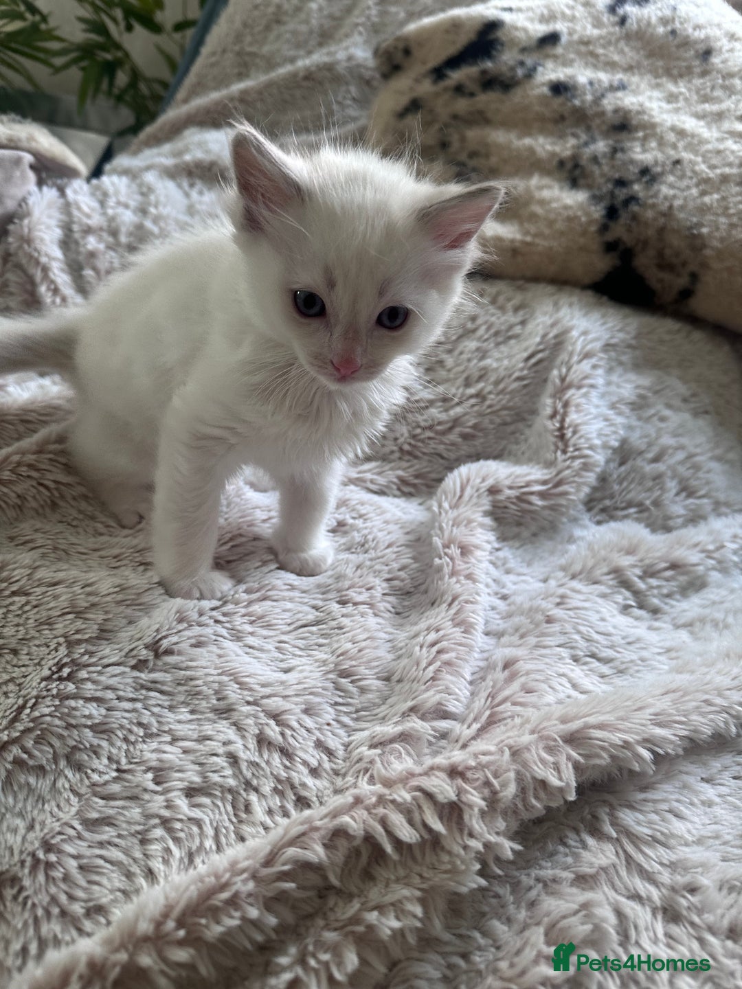 Ragdoll cats for sale: Beautiful Boy Dolls. 🐱 - Image 16